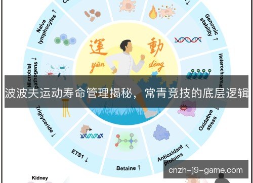 波波夫运动寿命管理揭秘，常青竞技的底层逻辑